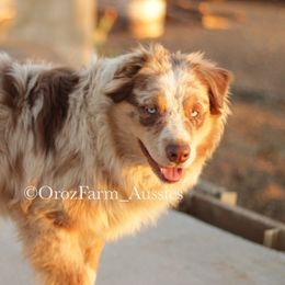 Canelo - Australian Shepherd