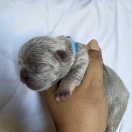 Prescott blue collar - Blue male French Bulldog puppy in Cordes Lakes, Arizona from Puppy Love AZ