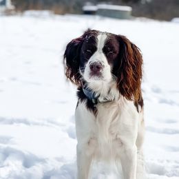 Smokey - English Springer Spaniel