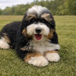 Dodger - Bernedoodle
