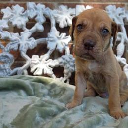 Snitch - Chocolate male Great Dane puppy in Arlington, Texas from Scoober Danes