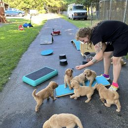 Golden Retriever Puppies from Geronimo Golden Retrievers