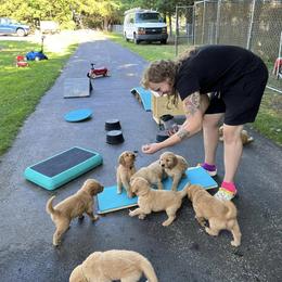 Golden Retriever Puppies from Geronimo Golden Retrievers