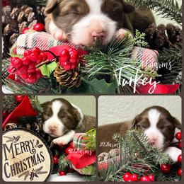 (6) Turkey - Red tri female Miniature Australian Shepherd puppy in Huntington, Texas from JKKJ Farms