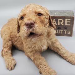 Labradoodles and Sheepadoodles from Hub City Doodles