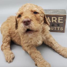 Labradoodles and Sheepadoodles from Hub City Doodles