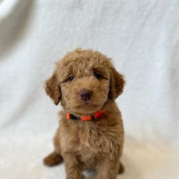 Boy 1 - Apricot male Goldendoodle puppy in Valley Farms, Arizona from Gall’s Doodle Ranch