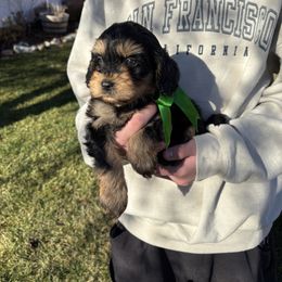 Dancer - Black and tan male Cavapoo puppy in Herriman, Utah from Gypsi Doodles & Poodles LLC.