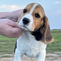 Beagle Puppies from Alakay Beagles