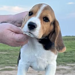 Beagle Puppies from Alakay Beagles
