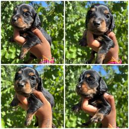 Sprite - Black and tan female Dachshund puppy in Orem, Utah from Miekca’s Dachshunds