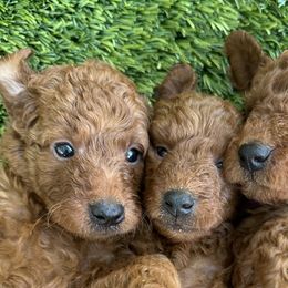 Goldendoodles from Ginger Doodles