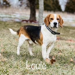 Louie - Beagle