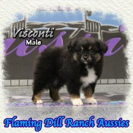 Visconti - Black tri male Toy Australian Shepherd puppy in Forestburg, Texas from Flaming Dill Ranch Aussies