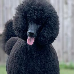 MAEVE - Poodle