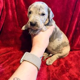 Dusty - Merle male Great Dane puppy in Jerusalem, Arkansas from Mara Danes