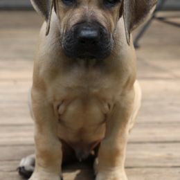Rhodesian Ridgebacks from Glass Creek Kennels