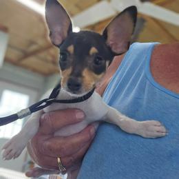 Splash - White black and tan male Toy Fox Terrier puppy in Leeton, Missouri from Foxlace Farms Toy Fox Terriers