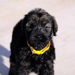 Giant Schnauzer Puppies from Schnauzer Ranch