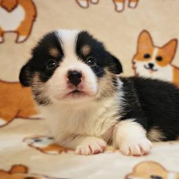 Draco - Black and tan male Pembroke Welsh Corgi puppy in Warrensburg, New York from The Adirondack Corgi