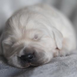 Puppy 4 - Light golden male Golden Retriever puppy in Hayward, California from East Bay Golden Retrievers
