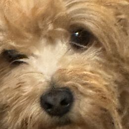 Rudy - Havanese