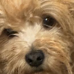 Rudy - Havanese