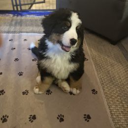 Bernese Mountain Dog Puppies from Wendy Gendreau's Bernese Mountain Dogs