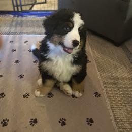 Bernese Mountain Dog Puppies from Wendy Gendreau's Bernese Mountain Dogs