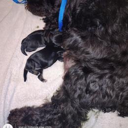 Baby girl - Black female Miniature Schnauzer puppy in Atascadero, California from Zion Miniature Schnauzers