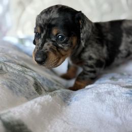 Gin - Dapple male Dachshund puppy in Temecula, California from Naomi Magee's Dachshund Kennel