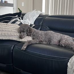 Cockapoo, Goldendoodle, and Poodle All Grown Up from Clad Doodles