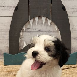 Havanese Puppies from Sweet Southern Havanese