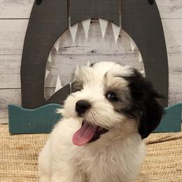 Havanese Puppies from Sweet Southern Havanese