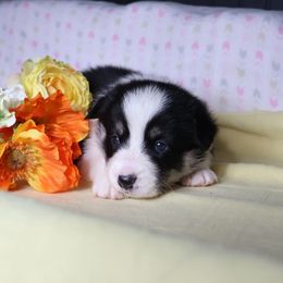 Boy 3 - Black and tan male Pembroke Welsh Corgi puppy in Morgantown, Pennsylvania from Goldstar Puppies (License Number 18519)