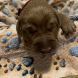 Russet - Yellow male Labrador Retriever puppy in North Chesterfield, Virginia from Lake Crystal Farms Labradors