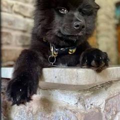 Finnish Lapphund and Leonberger Puppies from Lighthouse Lapphunds and Leos by the Sea