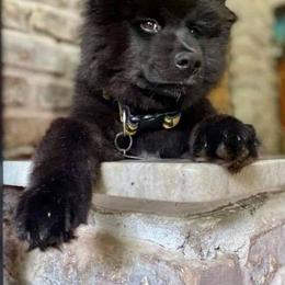 Finnish Lapphund and Leonberger Puppies from Lighthouse Lapphunds and Leos by the Sea