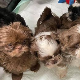 Shih Tzus from Blue Heaven