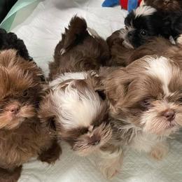 Shih Tzus from Blue Heaven