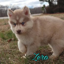 Siberian Husky Puppies from Husky Hotel