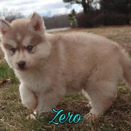 Siberian Husky Puppies from Husky Hotel