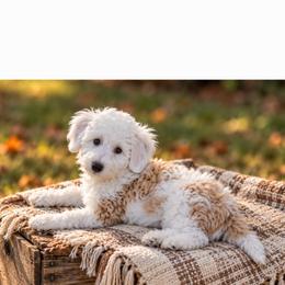 Sawyer - Apricot male Aussiedoodle puppy in Byron, Georgia from Southern Olive Doodles 🫒