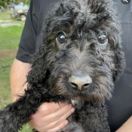 Goldendoodles and Poodles from Creekside Doodles WV