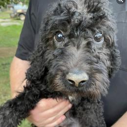 Goldendoodles and Poodles from Creekside Doodles WV