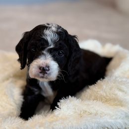 Cadbury - Black and white male Cockapoo puppy in Morehead, Kentucky from Critter Springs Farm
