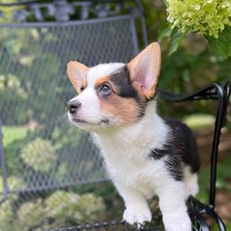 Buttons - Black and tan female Pembroke Welsh Corgi puppy in Blaine, Tennessee from Rose Brier Pembroke Welsh Corgis