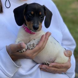 Dachshunds from We Love our Dachshunds 2005