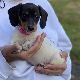 Dachshunds from We Love our Dachshunds 2005