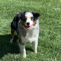 Jenna - Miniature Australian Shepherd